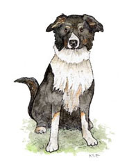 Border Collie