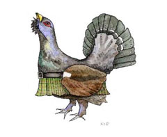 Capercaillie Callum