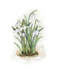 Snowdrops