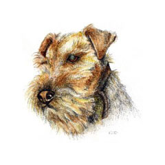 TS Welsh Terrier