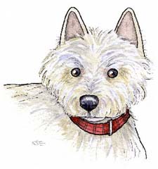 West Highland Terrier